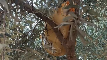 Kozan’da Zeytin Ağacında Uyuşturucu Hap Ele Geçirildi