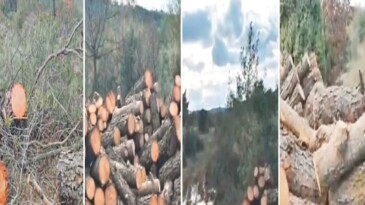 Cengiz dört ilden kesimci getirdi