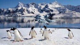 Penguenler de boşanıyor! Boşanma oranı koloniyi etkiliyor