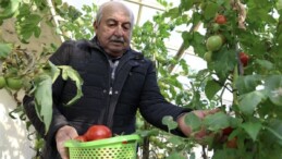 Sakarya’da evlerin terasında kurduğu seralarda 4 mevsim organik tarım yapıyor