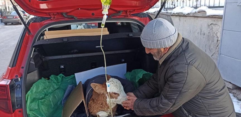 5 günlük buzağısı hastalanınca veterinere koştu! Yürek ısıtan an: İyi gelmiş gibi görünüyor