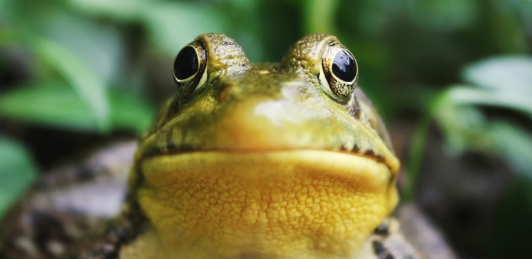 ABD’de skandal hata. Yapay zekanın hazırladığı rapor “polisi kurbağaya çevirdi”