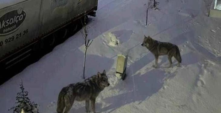 Aç kalan kurtlar şehre indi! Sokaklarda yiyecek aradılar