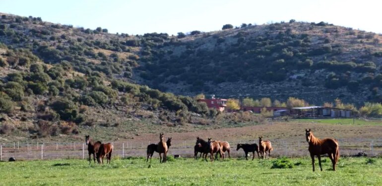 Adana milyonluk İngiliz ve Arap atlarının yetişme alanı oldu