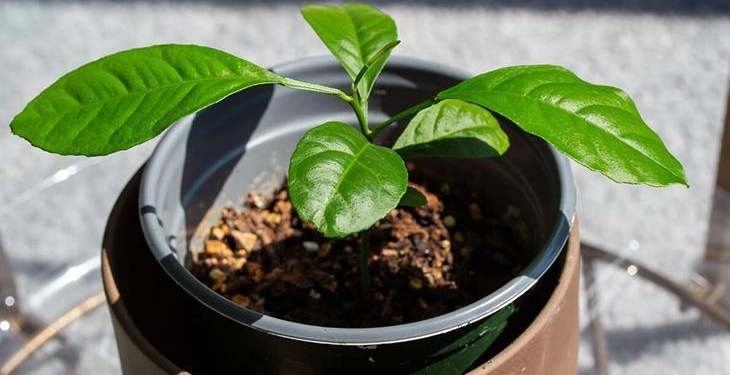 Bir çekirdek kocaman ağaca dönüşüyor! Evde yetiştirin, meyve veriyor