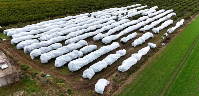 Çukurova çiftçisinden zirai don önlemi: 15 dönüm limon ağacı fileyle örtüldü