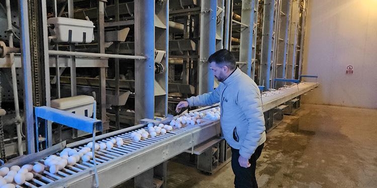 Devlet desteğiyle kuruldu! Bölgenin yumurta ihtiyacını karşılıyor