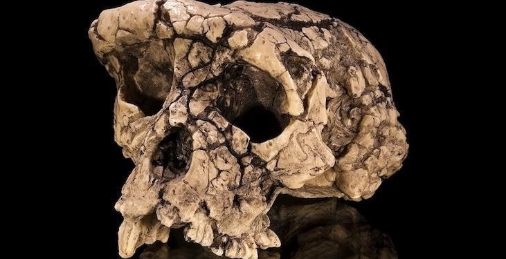 En eski insan olabilir mi? 7 milyon yıllık fosil bilinen geçmişi değiştirebilir