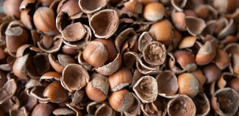 Fındık kabuğu aktif karbona dönüşerek birçok sektöre ham madde olacak