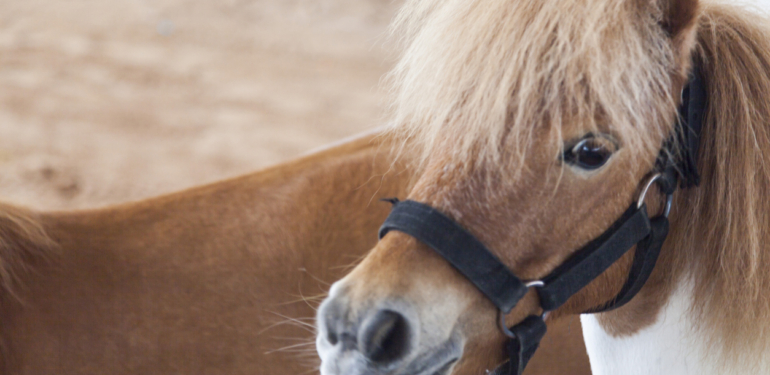 Hayvanlarına kötü davrandı, 40 bin euro ceza ödedi