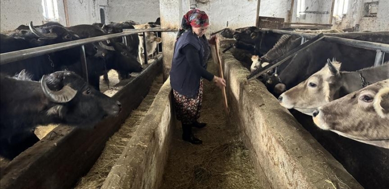 Kadın girişimci devlet desteğiyle manda sayısını 20’ye çıkardı