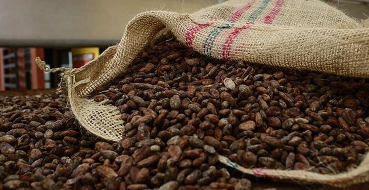 Kakao fiyatlarında hızlı düşüş