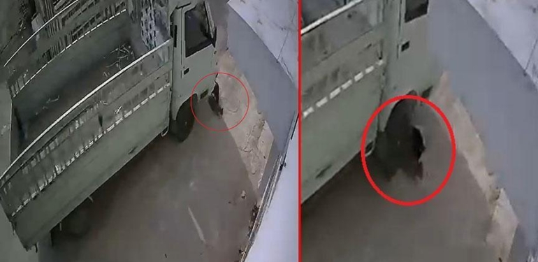 Kediyi ezdi, savunması pes dedirtti! Ceza tartışma yarattı