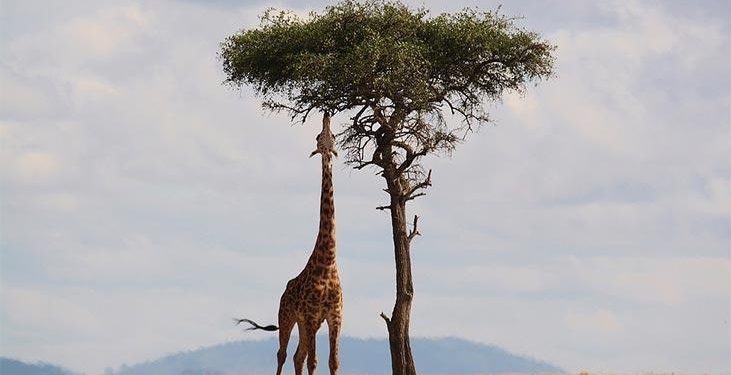 Kenya Hakkında Bilgiler; Kenya Bayrağı Anlamı, 2026 Nüfusu, Başkenti, Para Birimi Ve Saat Farkı