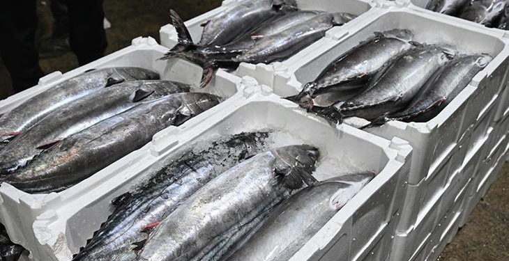Marmara Denizi’nde torik bolluğu