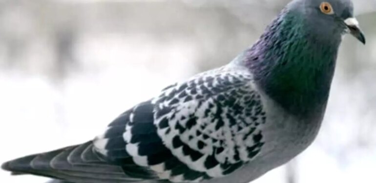 O anlar kamerada: Kasklı şüpheli damdaki kuşları çaldı