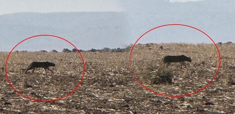 Şırnak’ta büyük yırtıcı! Görüntüler bir köylü tarafından kaydedildi: 2013’te Diyarbakır’da tespit edilmişti