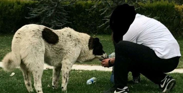Sokak köpeği ‘Matmazel’in darbedilerek öldürüldüğü iddiasına soruşturma! ‘Gömüldüğü yerden çıkarıldı’