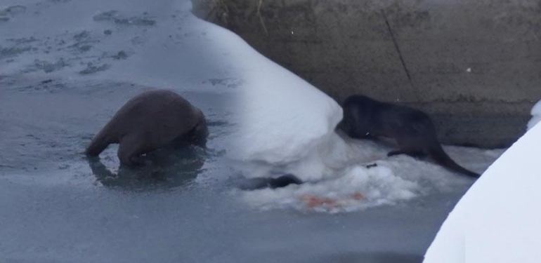 Su yüzeyinde fark edildi! Gören telefona sarıldı
