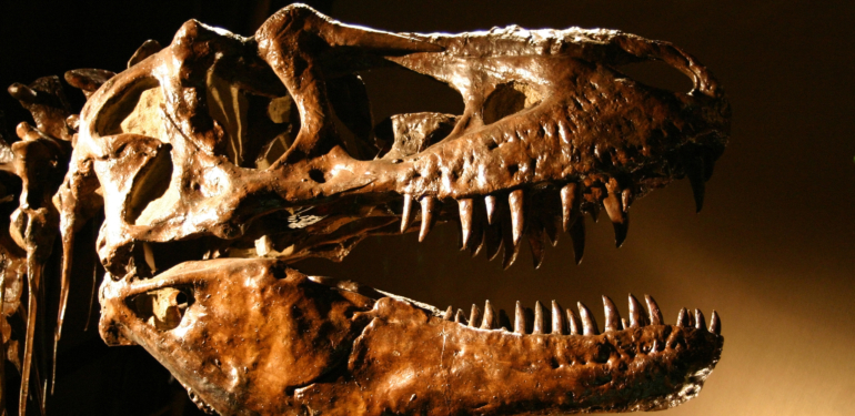 T-Rex fosilleri dinozor tarihini baştan yazdı