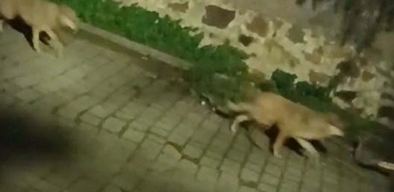 Tatil cenneti 3 ilçede tedirginlik eden görüntü! Gece ortaya çıkıyorlar: Çöp konteynerlerini kapalı tutun