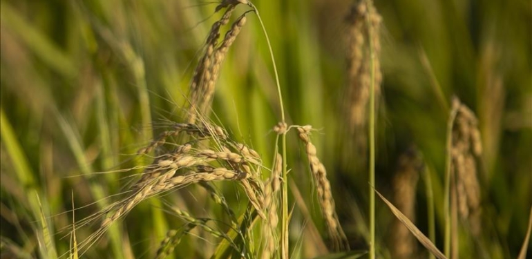 TMO, çeltik alım fiyatlarını açıkladı