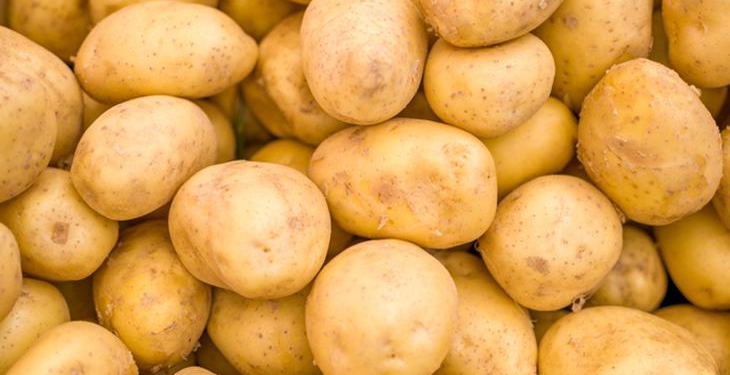 Toprağın altından çıkan gizli servet! Hasat zamanı zengin ediyor