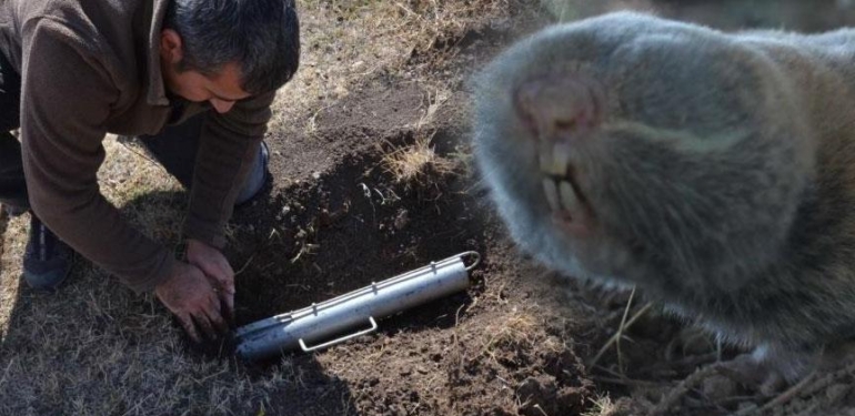 Türkiye’de üç yeni tür keşfedildi! Bilim dünyası şaşkın: ‘Kanser araştırmalarına ışık tutabilir’