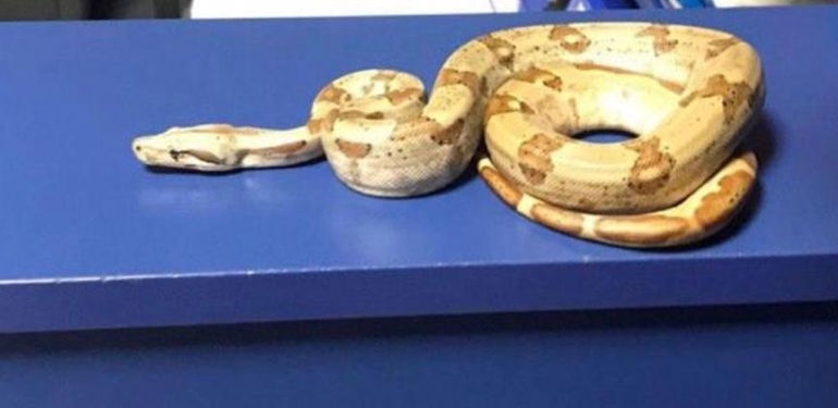 Yer: İzmir! Kafede yılanla dolaşan gence şok ceza