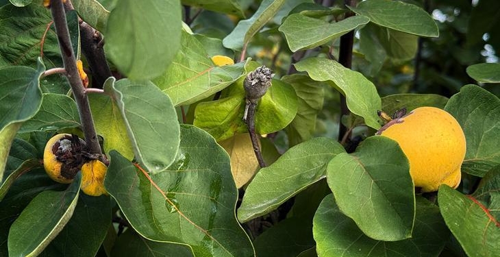 Zirai dondan etkilenen üreticilere 54 milyon TL destek yapıldı