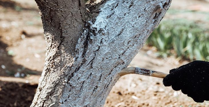 1 Mart’a kadar yapan yaşadı! 10 dakikalık bakım, ağaçları hastalıktan koruyan basit yöntem