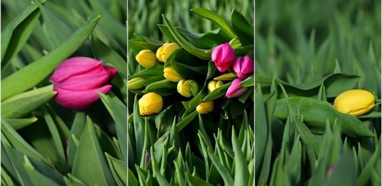 Antalya’da suda yetiştirilen laleler iç piyasada yoğun talep görüyor