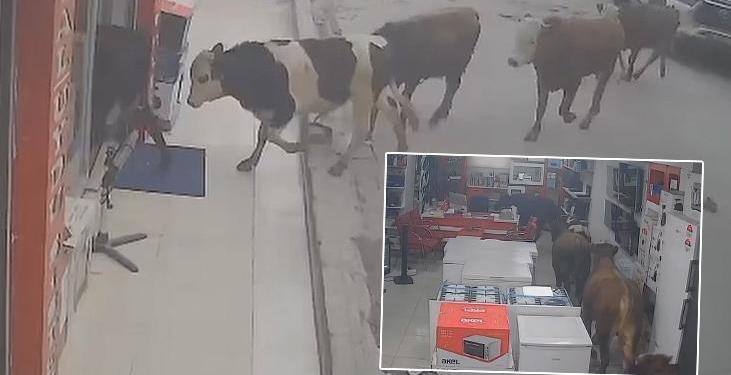 Batman’da 9 inek beyaz eşya mağazasına girdi! O anlar kamerada…