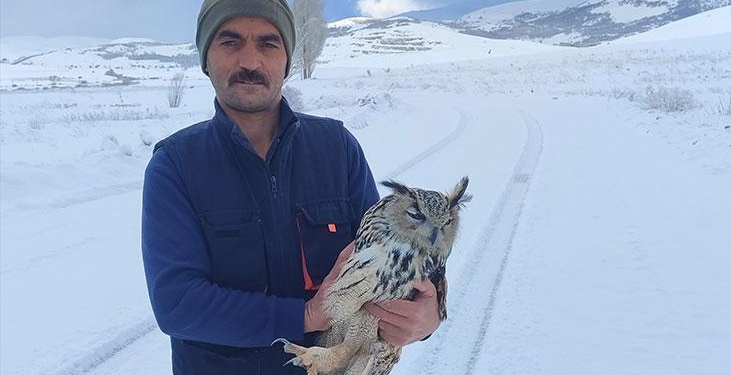 Bayburt’ta puhu yaralı sanıldı, kuduz çıktı! Kendi boynunu kırdı