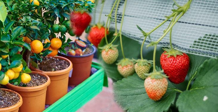 Bu çiçekleri yetiştirmek için balkona bahçeye gerek yok! Tane tane meyve veriyor