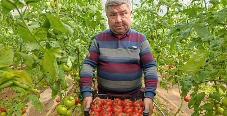 Büyük ilgi görüyor! Eynal domatesi: Simav’da yetişiyor ‘coğrafi işaretli’