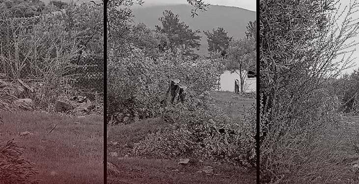 CHP’de ‘zeytin’ krizi! Bakan Yumaklı: 100 yıllık zeytin ağaçlarının kesilmesi CHP’lilere serbest mi?