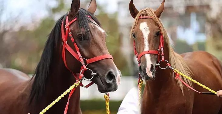 ‘Değeri 100 milyon lira olan yarış atları kayıp’ iddialarına açıklama geldi