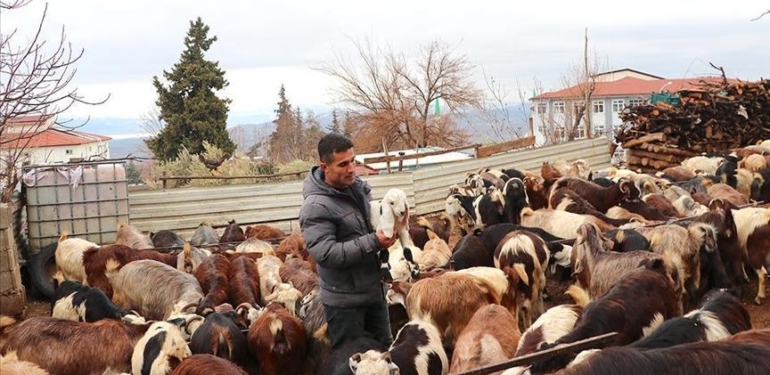 Depremzede besici, devlet desteğiyle hayvan sayısını artırdı
