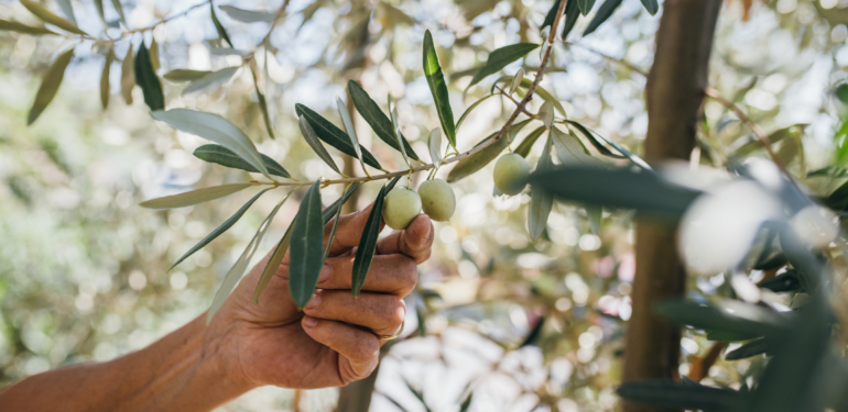 Doğanın “sıvı altını”. Geleceğimizi nasıl kurtarıyor?