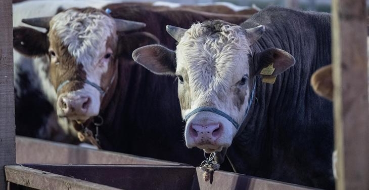Et ve Süt Kurumundan besilik hayvanların teslimat süreçlerine ilişkin açıklama