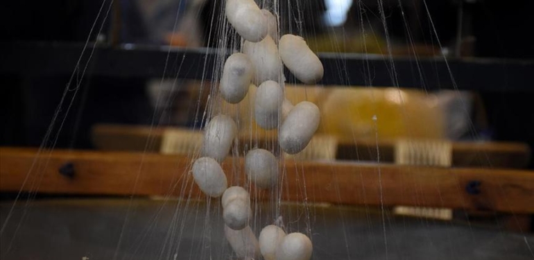 İpekböcekçiliği sektörü koza üretiminde çıtayı yükseltti