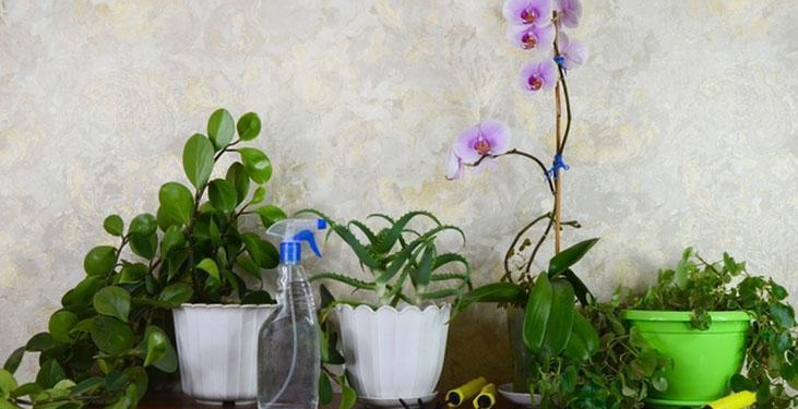 Kaloriferin basık havasından geçilmiyor… Bu bitkiler odayı nemlendirecek! Daha ferahmış