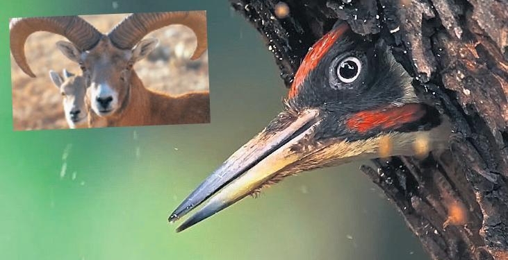 ‘Korumak için tanımak lazım’