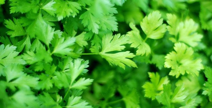 Maydanozları böyle kaldırın, dolapta çürümesin! Sararma derdi yok