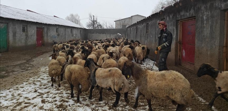 Muş’ta devlet desteğiyle hayvancılık gelişiyor