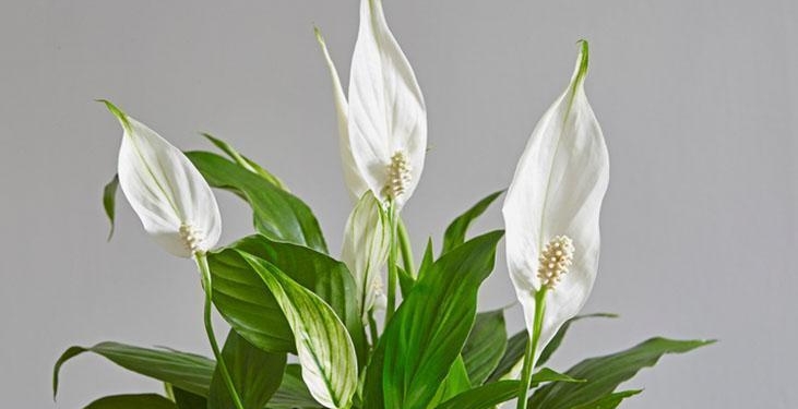 NASA araştırmaları sonuçlandı! Evin havasını yüzde doksan temizleyen çiçek buymuş