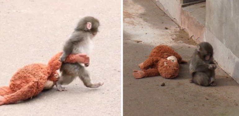Peluş oyuncaklı “Punch”ın bakıcısı konuştu. “Yalnızlık çekiyor”