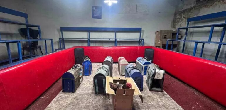 Polis, temizlik işçisi kılığına girerek horoz dövüşünü ortaya çıkardı