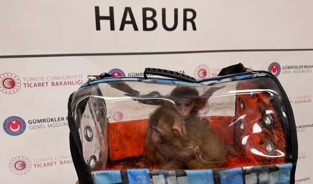 Sınırda 85 bin canlı yakalandı! Gümrük operasyonlarında maymundan gökdoğana kadar binlerce hayvana el konuldu
